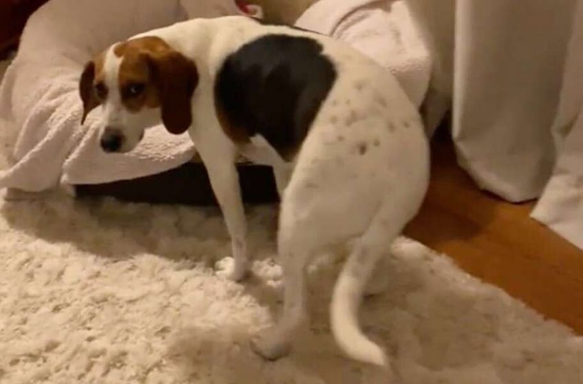  The sweet dog waits for her owner to fold her with blanket until sleeping