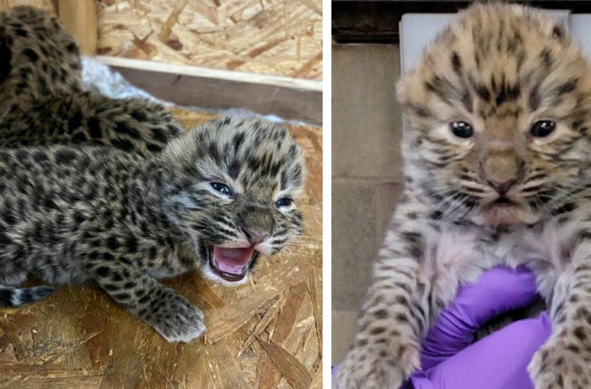  A real celebration took place at a zoo for birth of rare Amur leopard cubs