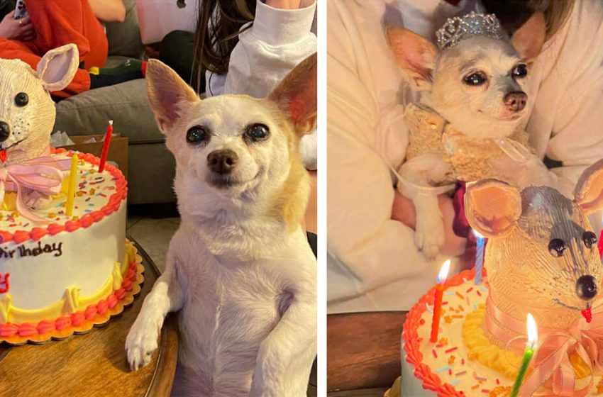  15 years old Chihuahua celebrated her birthday in special way