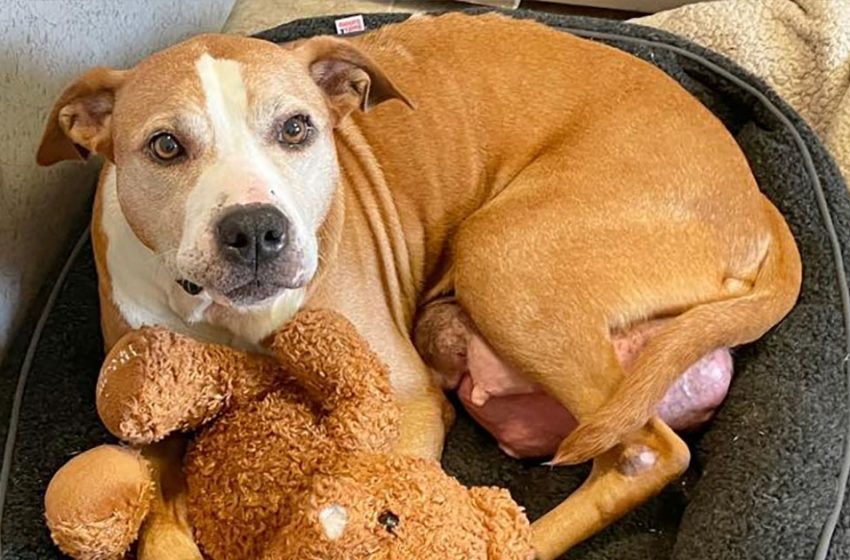  A caring family is being searched for the poor sweet dog who has cancer