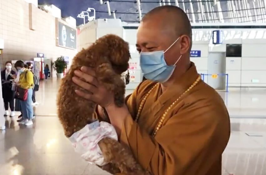  The kind monk devoted his life to rescue the stray dogs