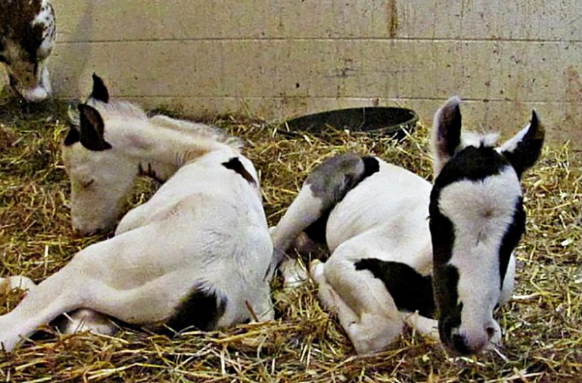  The elder pregnant horse gave birth to healthy twins which is rare sight