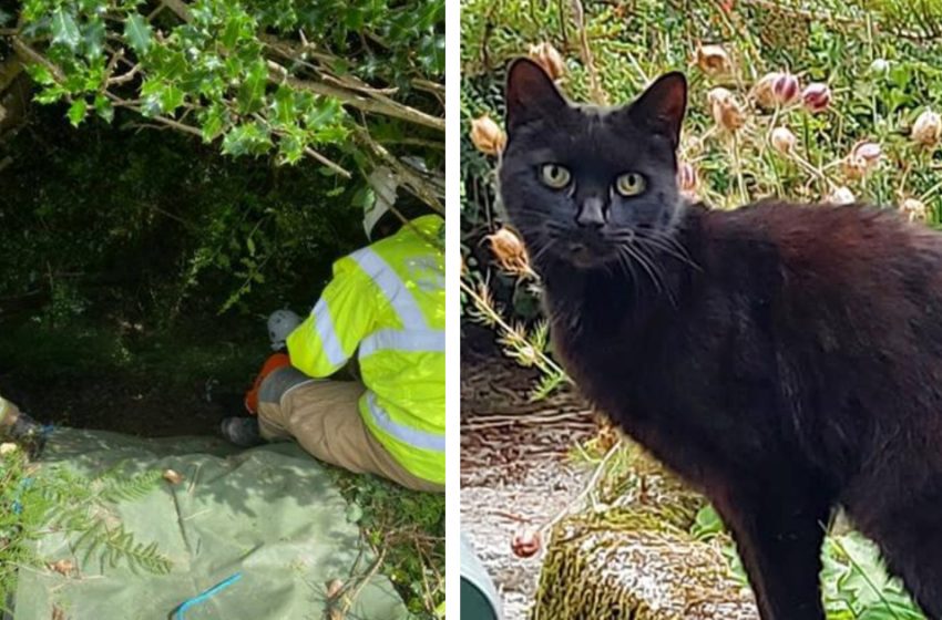  The cat led the police to her missing owner with meowing