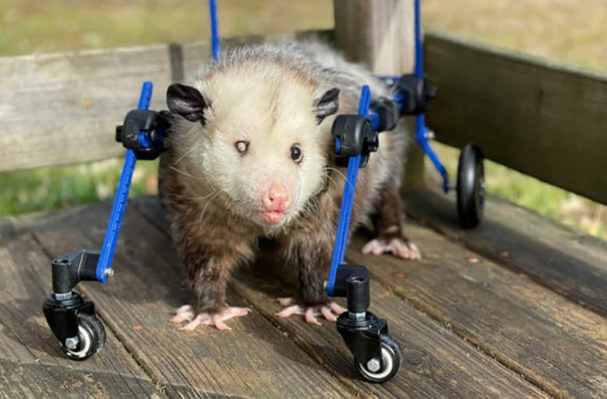  The disabled possum could walk again with special wheelchair