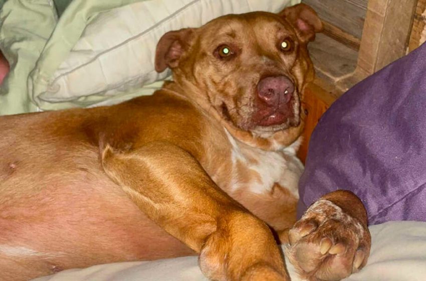  The woman found an unexpected guest in her bed and it turned out to be a lovely meeting