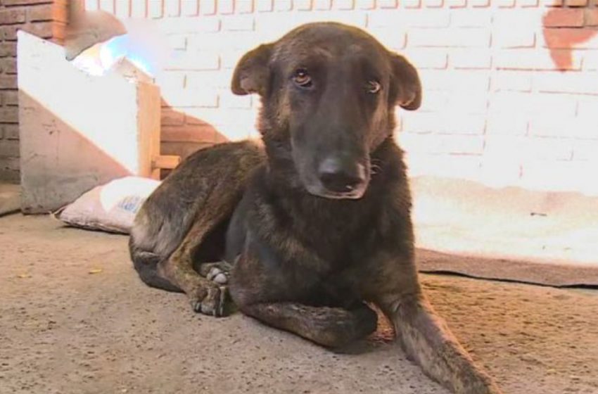  Loyal dog traveled 160 kilometers to find the people who once rescued him