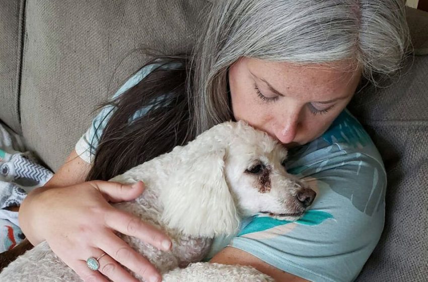  The kind woman changed her house to a nursing home for the old shelter dogs not to die alone