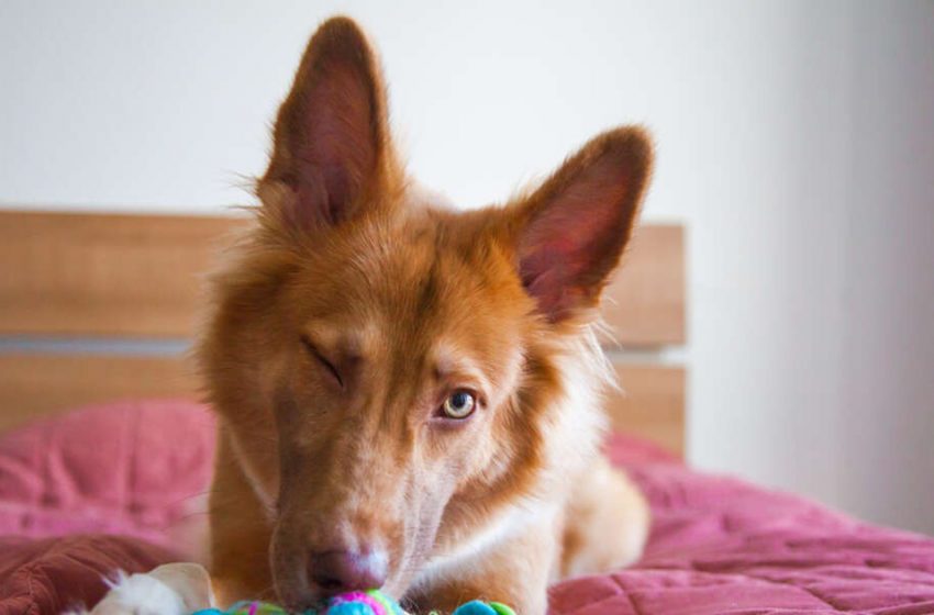  The young man found an 80 years old grave of a dog which shocked him