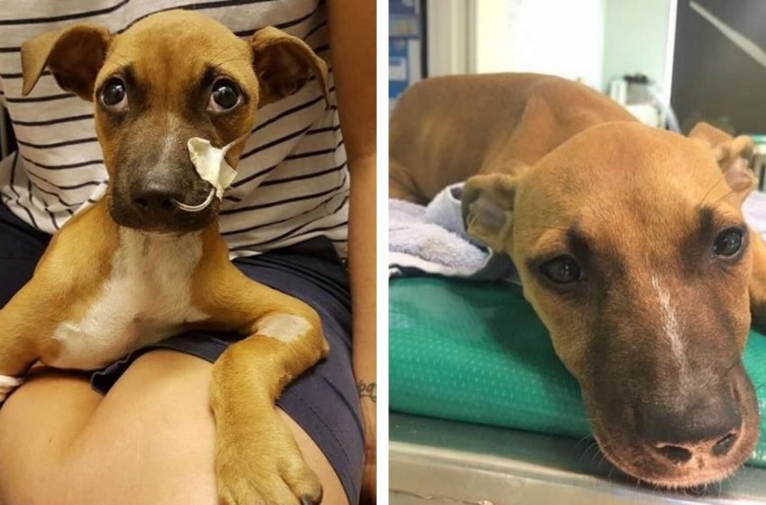  The poor boy saved his dog’s life by taking her to a shelter