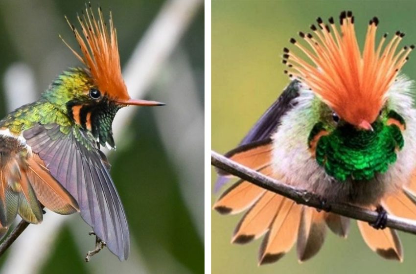  Rufos-crested Coquette is a unique Chubby tiny Hummingbird