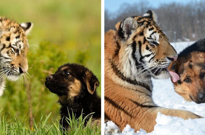  Endangered Siberian tiger is best friends with German Shepherds at the shelter