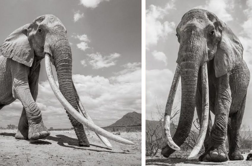  The photographer made inchredible shoot of the «Queen of Elephants»