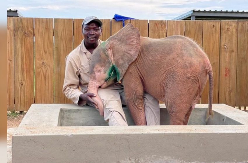  Sweet baby elephant touches with her rescue story and recovery