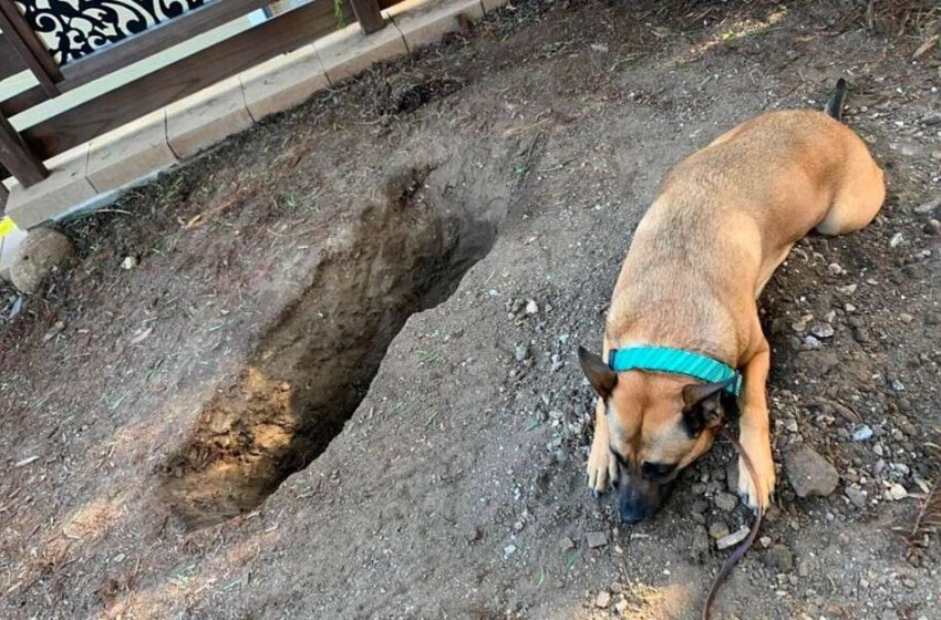  The dog gave the last farewell to her lovely friend in a very emotional way