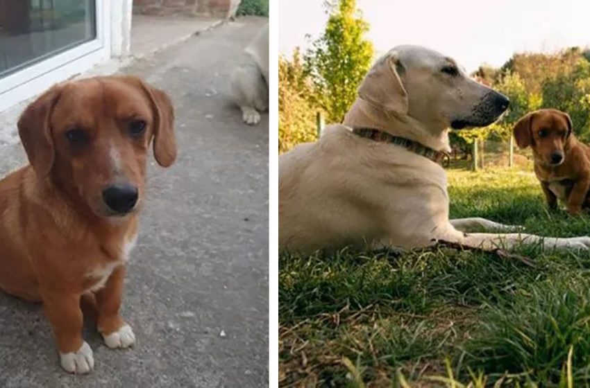  The two kind dogs found their future friend when playing in the neigborhood