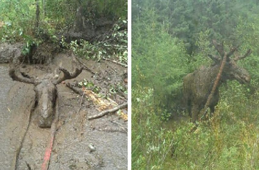  The needed moose who was literally buried in a mud was saved by kind men