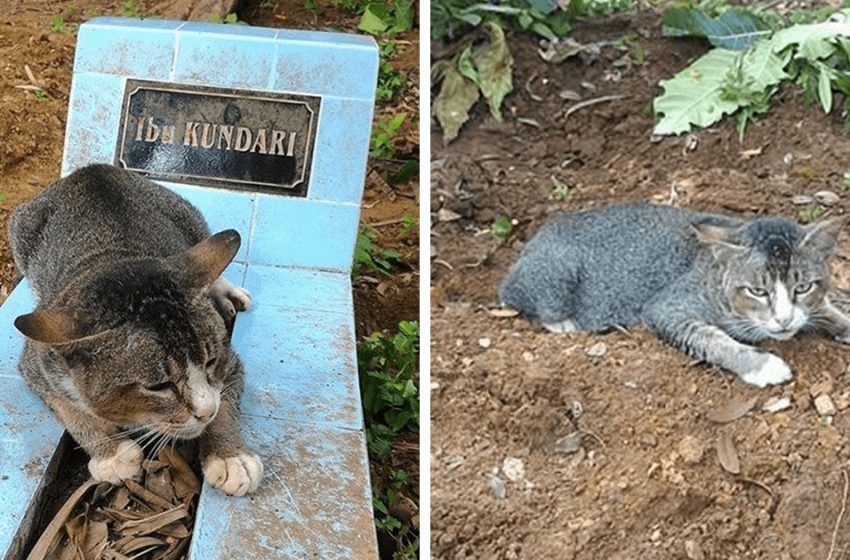  The devoted cat spent a year beside her owners grave