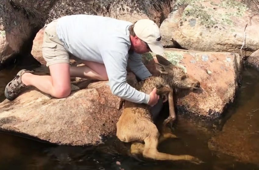  The kind boaters saved the needed moose and reunited with her mother