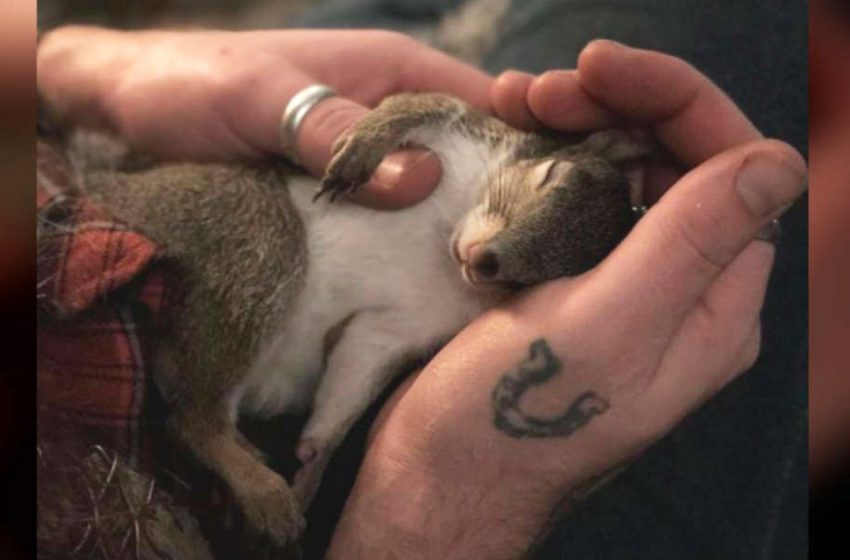  The sweet squirrel every day visits the man who saved her