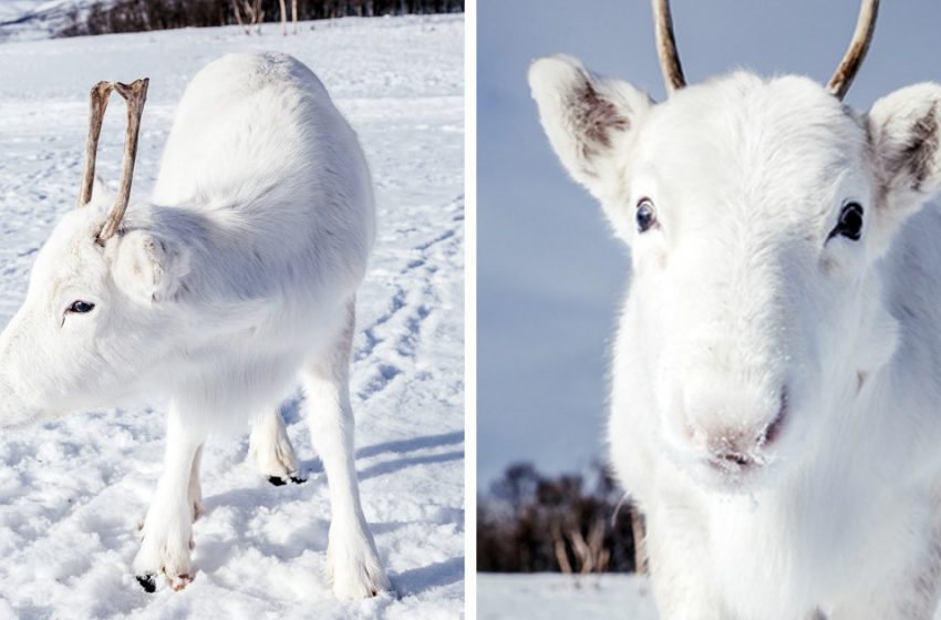  The photographer took astonishing pics of rare white reindeer