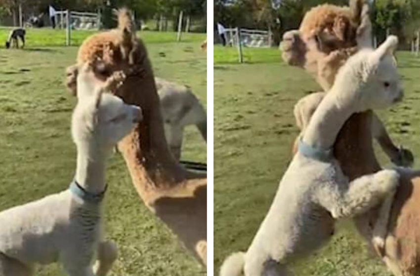  A touching moment of baby alpaca rushing towards her mom and hugging her