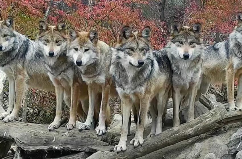  A wolf family made a posture for being photographed at the Wolf Conservation Center