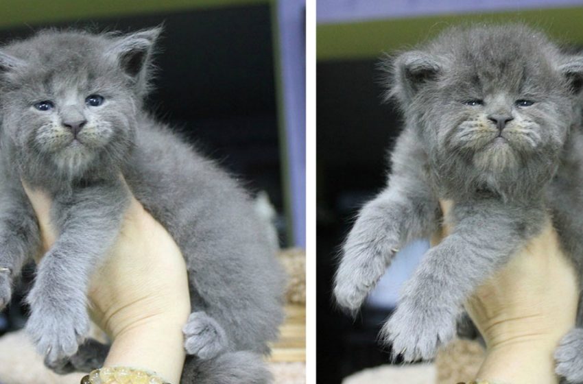  The newborn Meine Coon kittens are all with sweet and grumpy faces