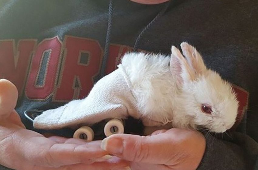  The tiny bunny was found paralized by a farmer and given a second chance to live