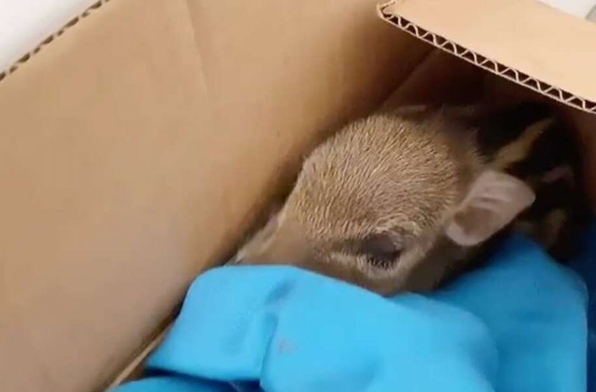  The woman found a box with a little cute baby there