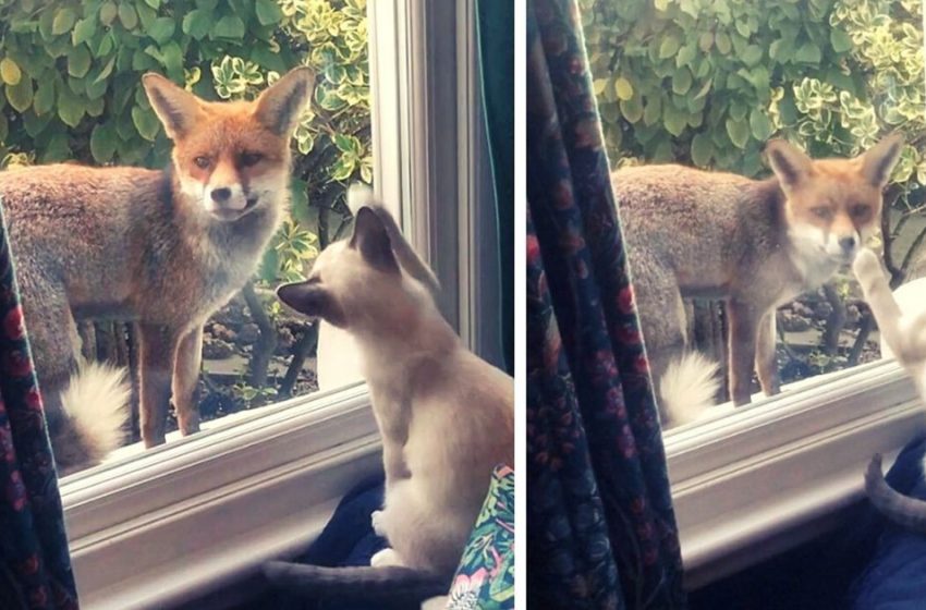  The unbelievable friendship between the fox and the kitten is worth to admire