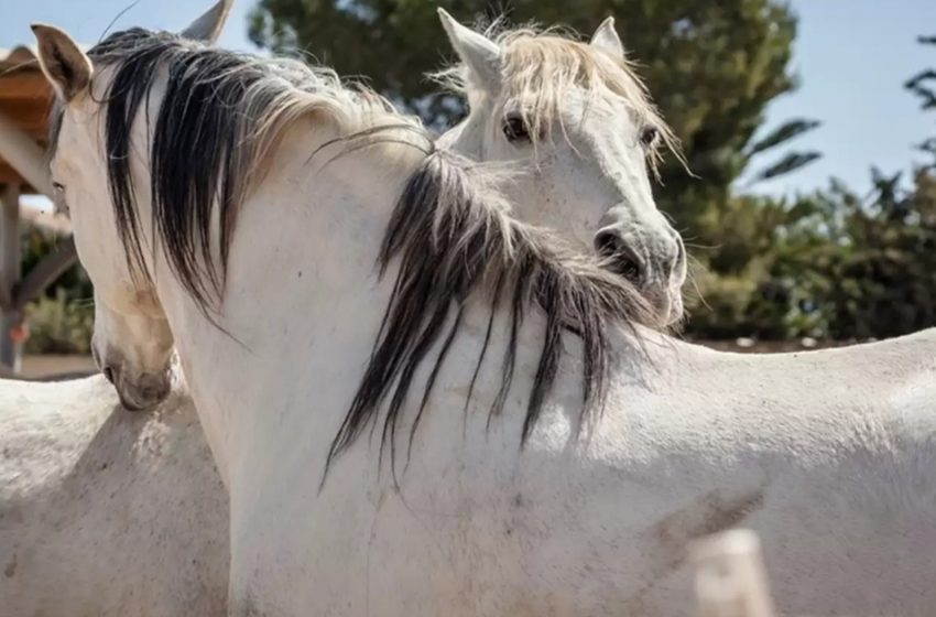  After spending their lives alone rescued horses fallen in love