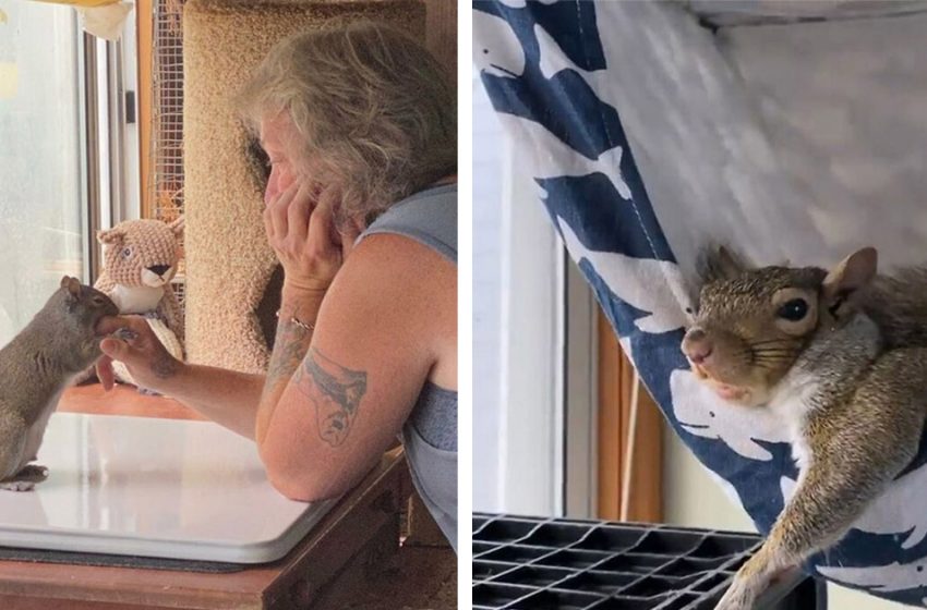  After being rescued by a kind woman the baby squirrel refuses to go