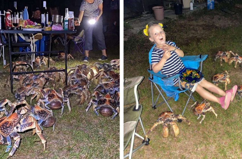  A number of big coconut crabs smashed into the family’s picnic to steal food