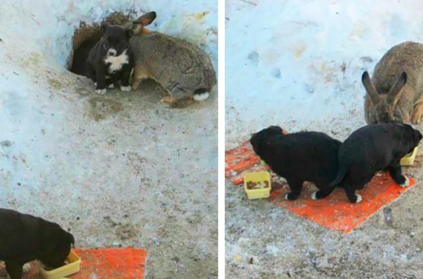  The caring rabbit took the role of the father for the 3 tiny puppies