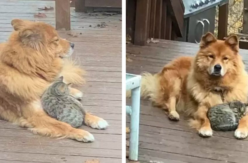  The sweet dog brought the stray cat to her family