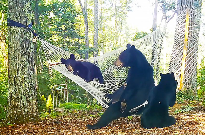  The woman put a hammock for the the bear family to play