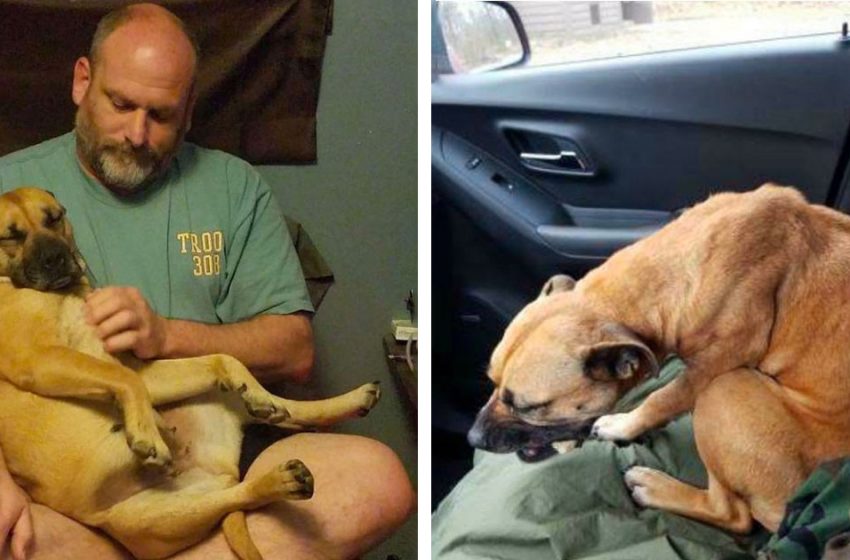  Stray dog jumped into a car and it was the best decision in her life