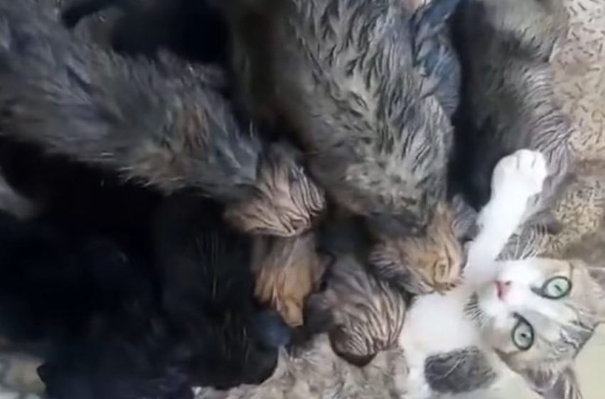  Mother cat looks after the puppies as their own mom