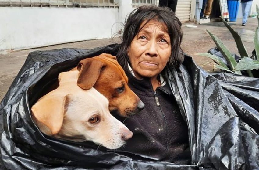  The homeless woman refused to go to the shelter without her lovely dogs