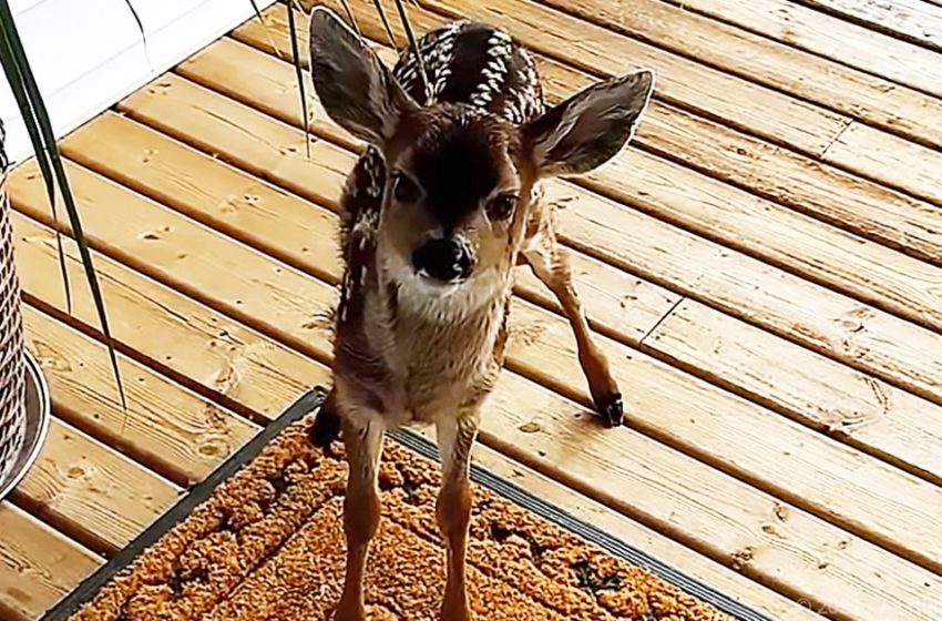  Little deer appears at a man’s door and touches his heart