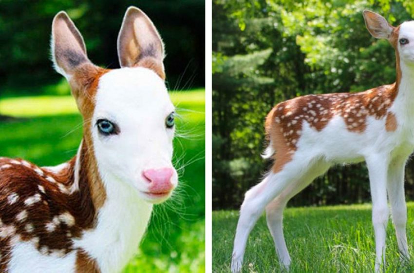  Unusual baby deer with piebald offered a rare glance at the beauty of nature’s oddities