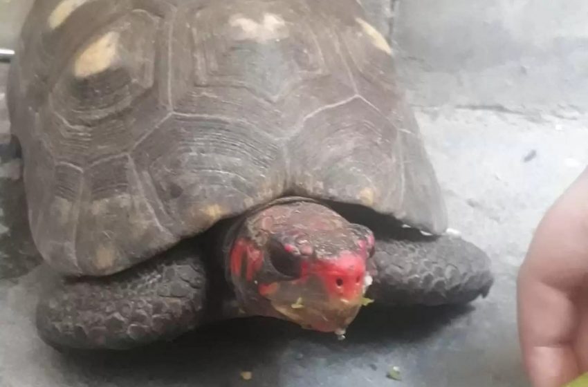  30 years later, a missing turtle was found in the attic — still alive and well