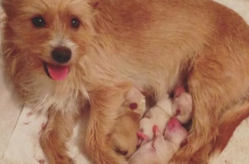  The dog who was desperate after losing her babies got thrilled to look after the orphaned pups