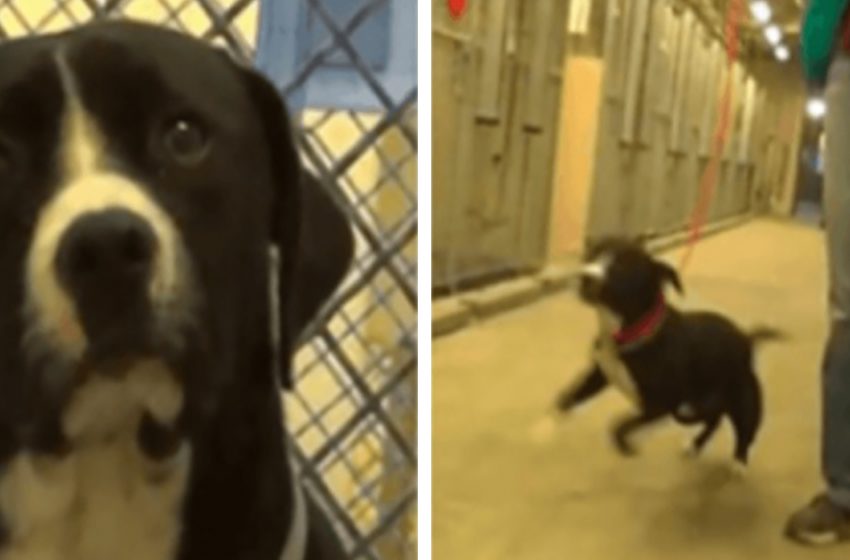  The poor dog was jumping from joy when he realized he was going to be adopted