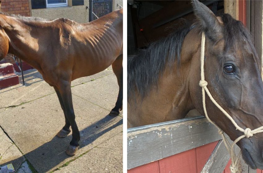  People joined together to rescue the abandoned horse wandering in the street