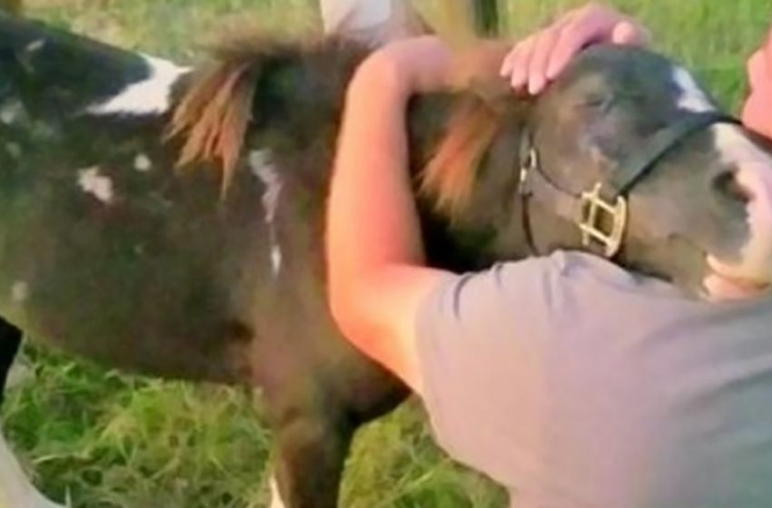  The touching moment of sweet pony hugging the man who saved him