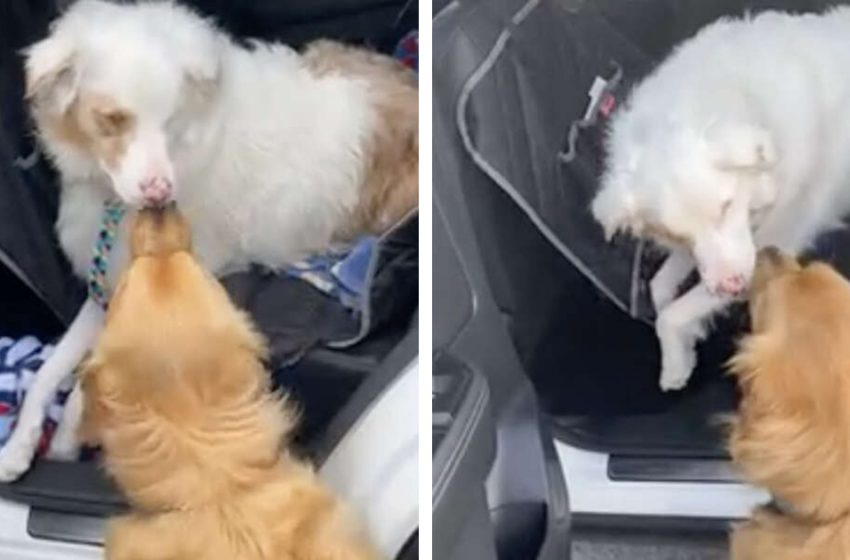  The caring dog always boops his friend’s nose to make him know he is there