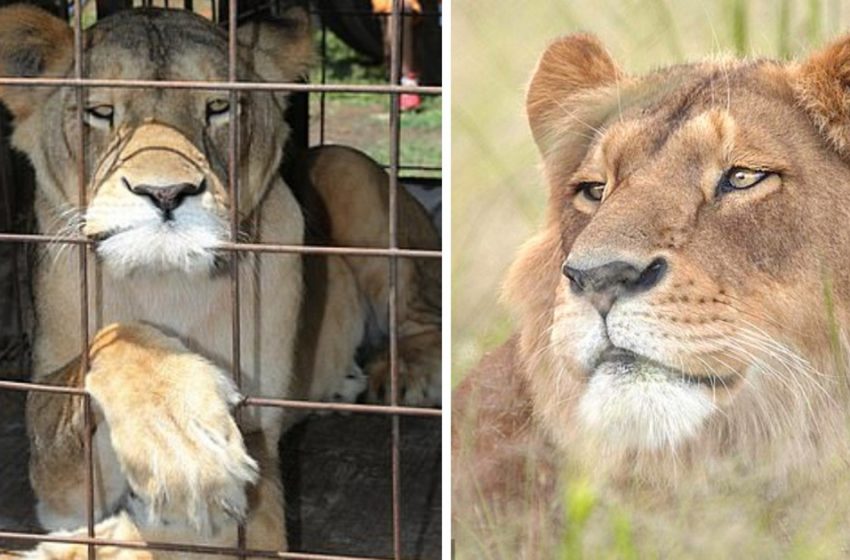  The lioness gained a second chance to live being rescued from the harsh circus