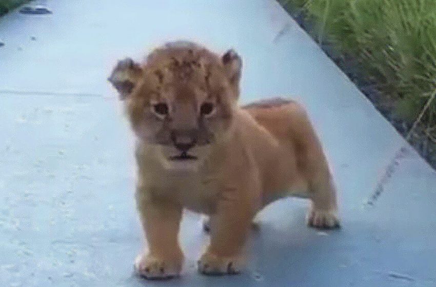  The little lion cub tried to roar and to amaze visitors but it turned out something amusing