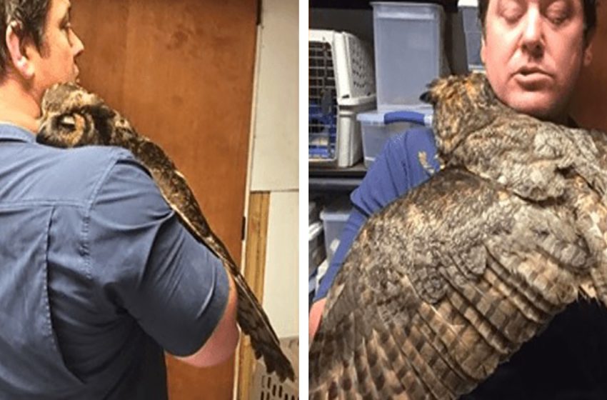  The sweet owl hugs her rescuer as a sign of gratitude